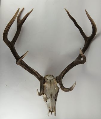 une photo d'un crâne de cerf accroché au mur