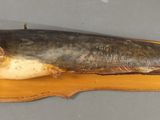 a fish that is laying on a piece of wood
