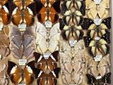 many different types of butterflies displayed in a display