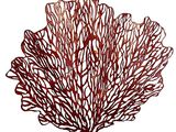 an image of a red sea fan on a white background