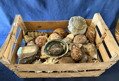 une boîte en bois remplie de coquillages, sur fond bleu