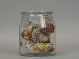 a glass jar filled with a lot of dried sea shells