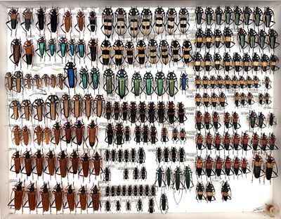 a lot of bugs that are hanging on the wall