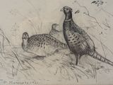 two pheasants standing in the grass near each other