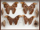 several large moths in a wooden frame on display in a glass case