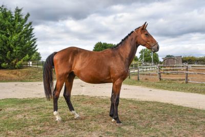 a horse that is standing in the grass near a fence