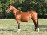 a brown horse standing in a field with trees in the background