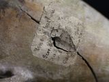 a close up of a skull with a piece of paper on it ' s face