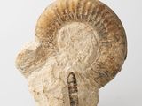 an ammonet fossil on a white surface with a white background