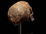 a close up of a skull on a stand against a black background