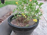 une plante en pot posée sur une table en bois
