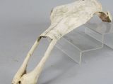 a skeleton of a giraffe on display in a clear case