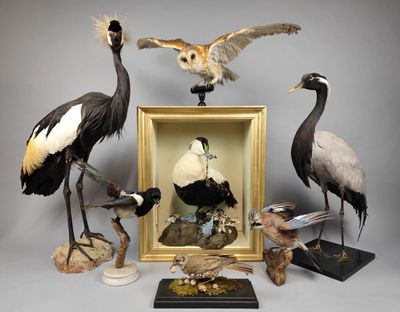 de nombreux oiseaux exposés dans un cadre