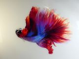 peinture représentant un poisson rouge et bleu sur un fond blanc