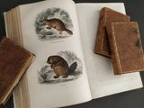 three books with illustrations of beavers on them sitting on a table
