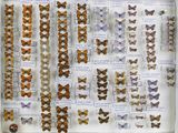 many different types of butterflies on display in a glass case