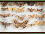 many different types of moths displayed in a display case