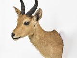 a deer head mounted on the wall of a room