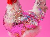 un poulet posé sur une surface rose