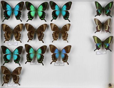 de nombreux papillons exposés dans une vitrine