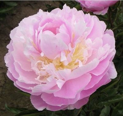 une grande fleur rose qui fleurit dans le jardin