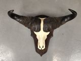 a close up of a bull ' s head mounted on a wall