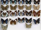 de nombreux types de papillons différents présentés dans une vitrine