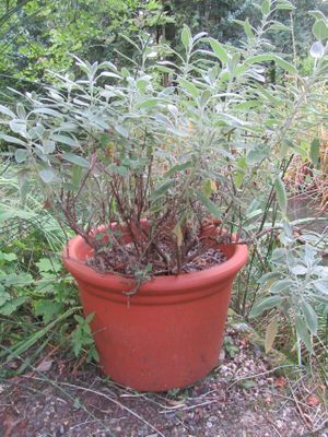 une plante qui pousse dans un pot dans le jardin