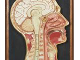 an image of a medical model of a human head