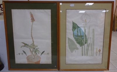 2 gouaches représentant des fleurs d'arum et de Cotyledon éc…