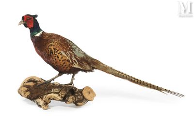 a bird that is standing on top of a piece of wood