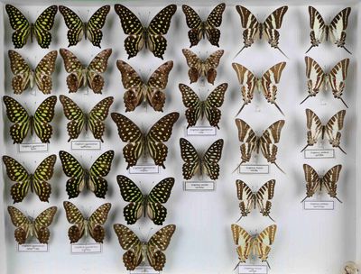 de nombreux types de papillons différents présentés dans une vitrine