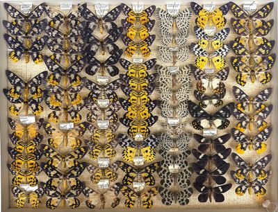 many different types of moths displayed in a display case