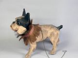 un petit chien qui porte un chapeau et qui est tenu en laisse