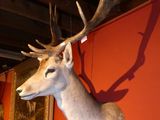 a deer head mounted on the wall of a room