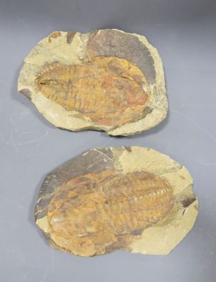 TRILOBITE Paradoxides Cambrien, Alnif, Maroc.