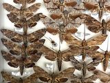 a lot of moths that are on display in a box
