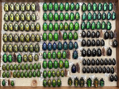 many different colored beetles are displayed in a display case
