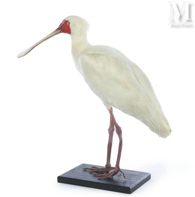a white bird with a red beak standing on a black base