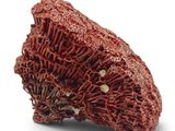 a close up of a piece of red coral on a white surface
