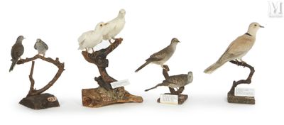 five birds that are sitting on top of a tree branch