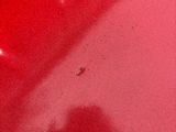 a small bug that is sitting on a red car