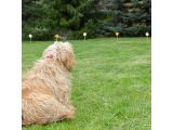 a dog that is sitting in the grass with a frisbee in it ' s mouth