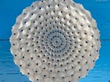 une image représentant un objet circulaire composé de coquillages