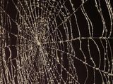 spider web with water droplets on it in the dark