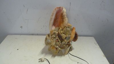 un coquillage posé sur une table