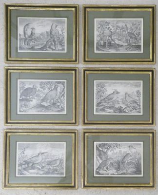 six framed engravings of animals and birds on a wall