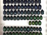 a lot of scarabs that are on display in a glass case