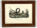 an antique print of a snake and skull in a wooden frame