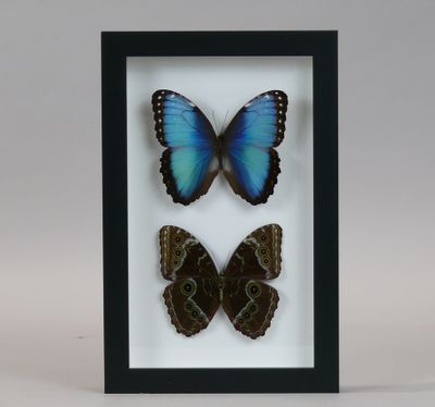 two blue and black butterflies in a black frame
